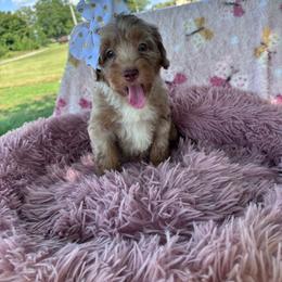 Annie (light green) - Chocolate merle female Bernedoodle puppy in Rising Sun, Indiana from Ruby Lane Doodles