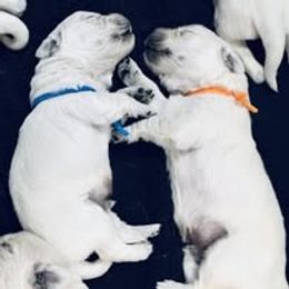 Fifth Pick Male - Light golden male Golden Retriever puppy in Alaska from Birchwood Goldens