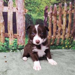 Jean Grey - White and red female Border Collie puppy in Avilla, Indiana from Borderline Kennels