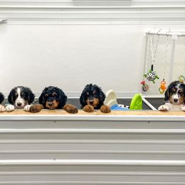 Bernedoodle and Bernese Mountain Dog Puppies from Central Wisconsin Bernedoodles