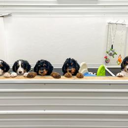 Bernedoodle and Bernese Mountain Dog Puppies from Central Wisconsin Bernedoodles