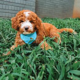 Ronnie - Red  male Goldendoodle puppy in Austin, Texas from Cedarcrest Goldendoodles