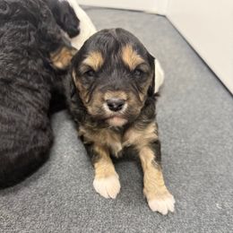 Kevin - Black tri-color male Aussiedoodle puppy in Heber City, Utah from Junipersdoodles
