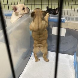 French Bulldog Puppies from FOSTERS FRENCHIES