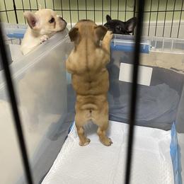 French Bulldog Puppies from FOSTERS FRENCHIES