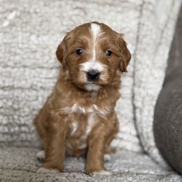 Keith - Red  male Goldendoodle puppy in Clinton, Utah from Golden Law Kennels