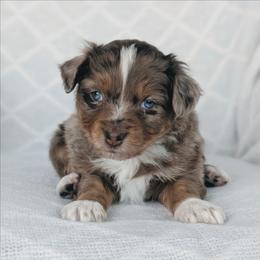 Rusty - Red merle male Australian Shepherd puppy in Yakima, Washington from Naches Heights Ranch
