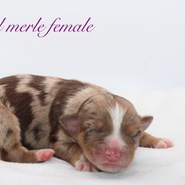 Kisses - Australian Shepherd puppy in Coldwater, Michigan from Northern Star Australian Shepherds