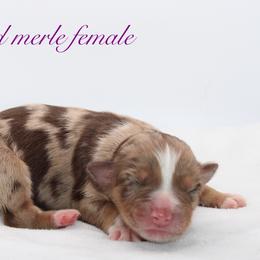 Kisses - Australian Shepherd puppy in Coldwater, Michigan from Northern Star Australian Shepherds