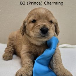 Boy 3 - Cream male Goldendoodle puppy in Milford, Michigan from Servant Kennel