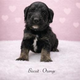 Biscuit - Black male Sheepadoodle puppy in Thornville, Ohio from Four Front Doodles & Friends
