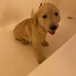 Golden Retriever Puppies from Canyon Ridge Goldens