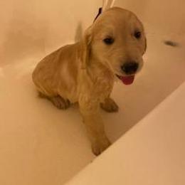 Golden Retriever Puppies from Canyon Ridge Goldens