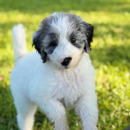 Clarabelle - Gray and white female Sheepadoodle puppy in Willacoochee, Georgia from Kitandkboodle's Doodles