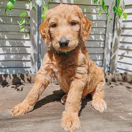 Pacific - Cream male Goldendoodle puppy in Everett, Washington from Big Top Doodles