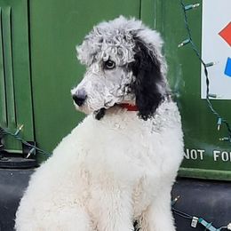 Aussiedoodles and Labrador Retrievers from Windbush