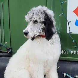 Aussiedoodles and Labrador Retrievers from Windbush