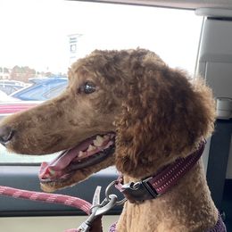 Sally - Poodle