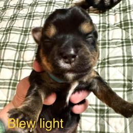 Blue light special - Blue and tan male Yorkipoo puppy in Killen, Alabama from Yorkie Oodle Doodle