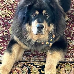 Tibetan Mastiff All Grown Up from Kunlun Tibetan Mastiffs