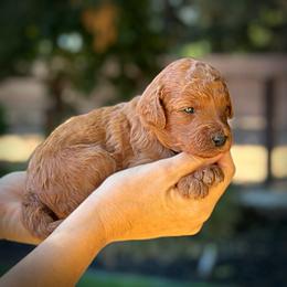 Pink Collar Girl - Red  female Poodle puppy in Modesto, California from Dry Creek Poodles
