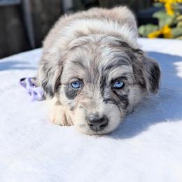 Willow (Purple collar) - Blue merle female Australian Shepherd puppy in Coulee City, Washington from Mr and Mrs Doodle Farm