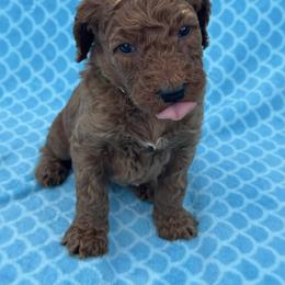 Green - Red  male Goldendoodle puppy in Lancaster, Kentucky from Dream Paws Puppies, LLC