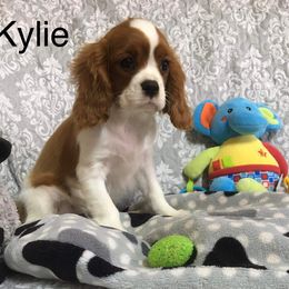 Cavalier King Charles Spaniel Puppies from Hungarian Cavaliers of Nashville