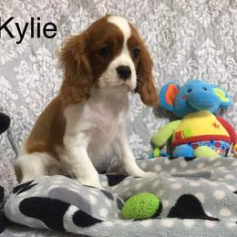 Cavalier King Charles Spaniel Puppies from Hungarian Cavaliers of Nashville