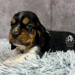 Pink Collar - Black white and brown female Basset Hound puppy in Dingess, West Virginia from Tuckers' Howling Hounds