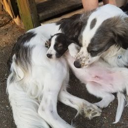 Companion Cross Puppies from Mandala Dogs