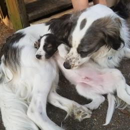 Companion Cross Puppies from Mandala Dogs