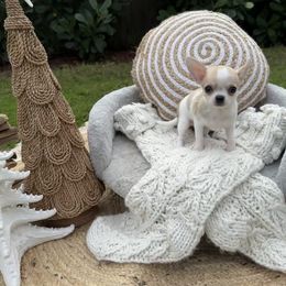 Chihuahua Puppies from Figgy’s Chihuahuas