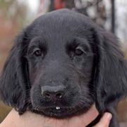 Flat-Coated Retriever puppies from Creekwood Kennel
