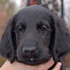 Flat-Coated Retriever puppies from Creekwood Kennel