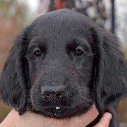 Flat-Coated Retriever puppies from Creekwood Kennel