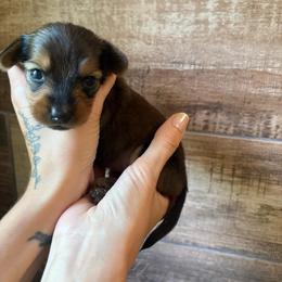 Pumpkin - Red female Dachshund puppy in Mountain Home, Arkansas from The Teacup Homestead Miniature Dachshunds