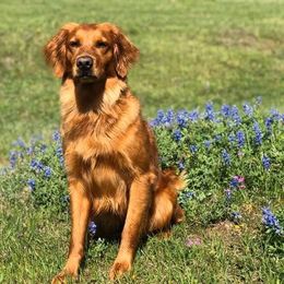 Golden Retriever All Grown Up from Doc’s Goldens