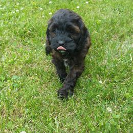 Cockapoo puppies from Home Raised Cockapoos