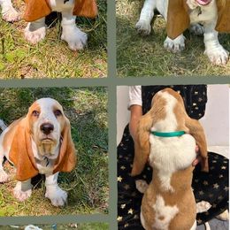 Basset Hound Puppies from For the Love of Long Ears AKC purebred Basset Hounds