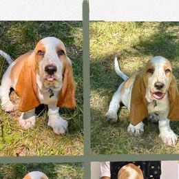 Basset Hound Puppies from For the Love of Long Ears AKC purebred Basset Hounds