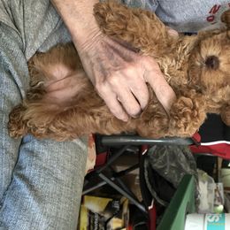 Poodle Puppies from My Little Poodle