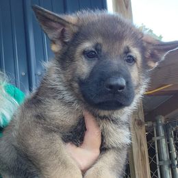 Boy 2 - Sable German Shepherd puppy in Grimesland, North Carolina from Von Stancill German Shepherds