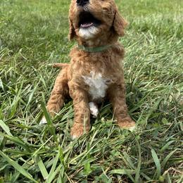 Goldendoodle Puppies from Central Kentucky Goldendoodles