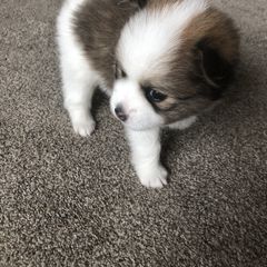 Alaskan Klee Kai and Pomsky Puppies from Dana Peterson