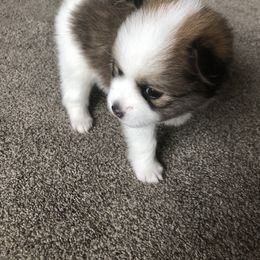 Alaskan Klee Kai and Pomsky Puppies from Dana Peterson