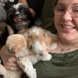 Shih Tzu Puppies from Sugar Paws Heavenly Shih Tzu’s