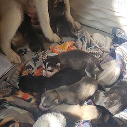 Siberian Husky Puppies from Spirit of the Moon Siberians