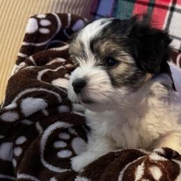 Johnnie - Coton de Tulear puppy from Camelot Cotons