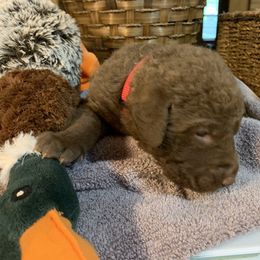 Dixie - Sedge Chesapeake Bay Retriever puppy in Yellville, Arkansas from Two Rivers Chesapeakes